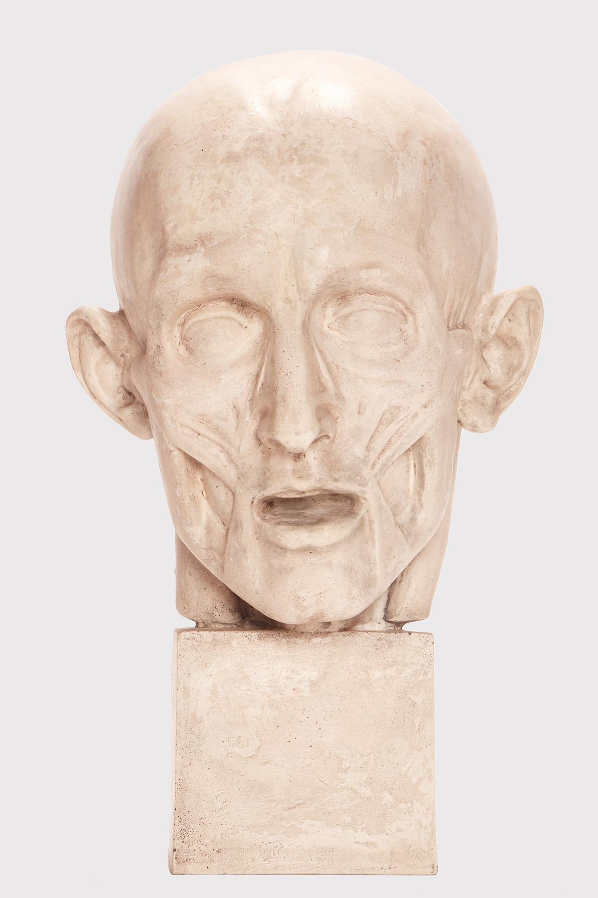 Modelo anatómico para uso escolar, educativo, que representa una cabeza parcialmente desollada.
De escayola, en excelente estado y con pátina original. Uso en estudios anatómicos. Italia hacia 1900.
