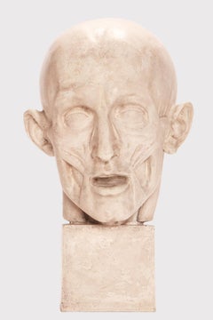 Modèle anatomique d'une tête partiellement recouverte de plâtre, Italie 1900