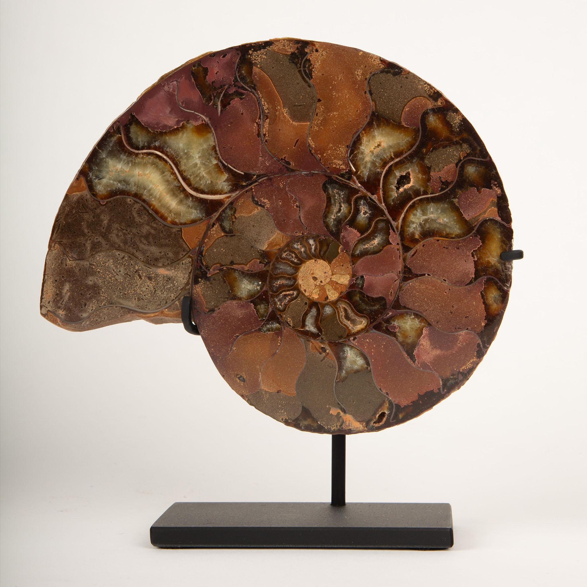 Pareja de Láminas de Ammonites Fosilizados sobre Bases Metálicas Personalizadas. Este impresionante par de láminas de amonita fosilizada muestra los intrincados e hipnotizantes patrones de estos antiguos moluscos marinos, bellamente conservados y