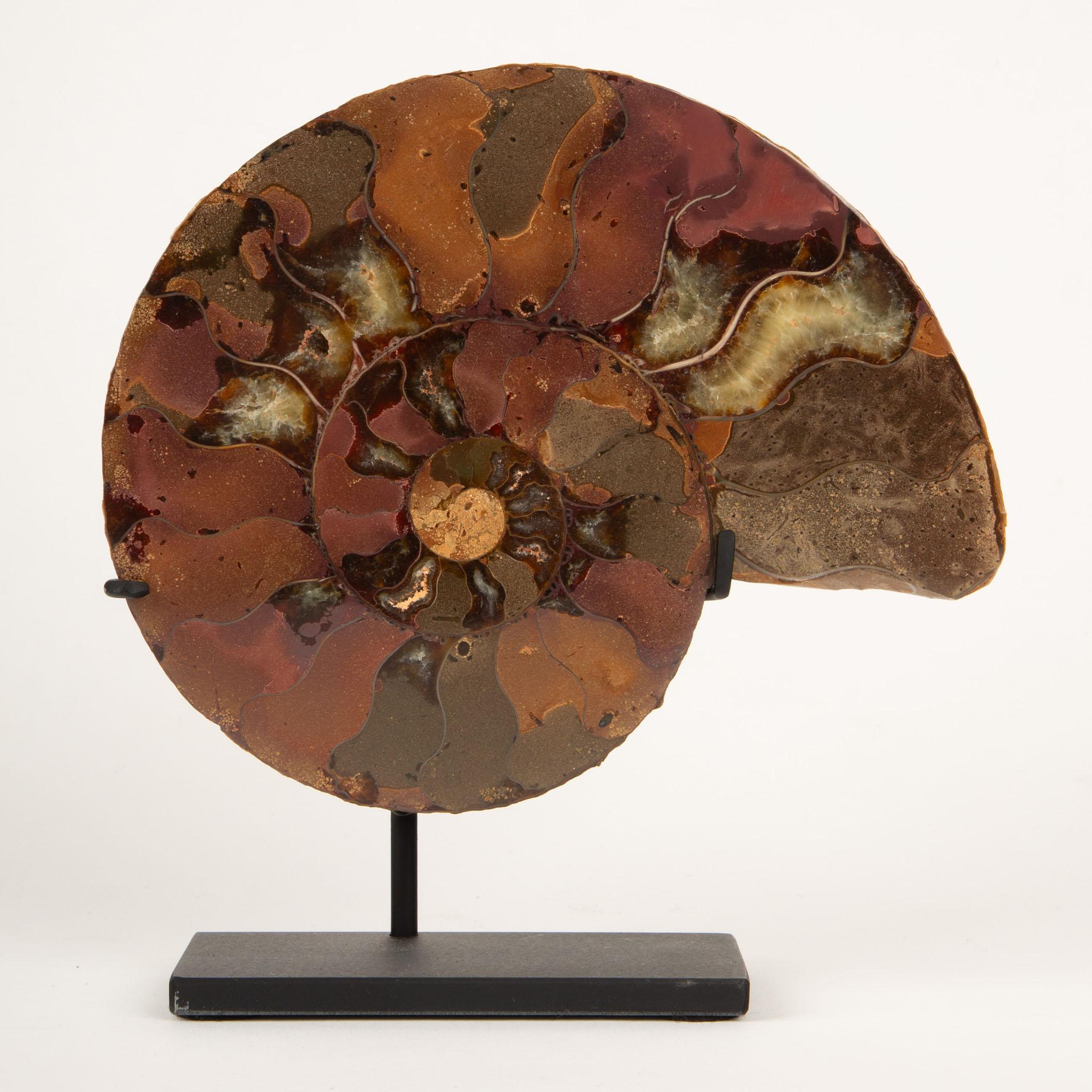 Espirales Antiguas: Pareja de ammonites fosilizados en expositor moderno 6 