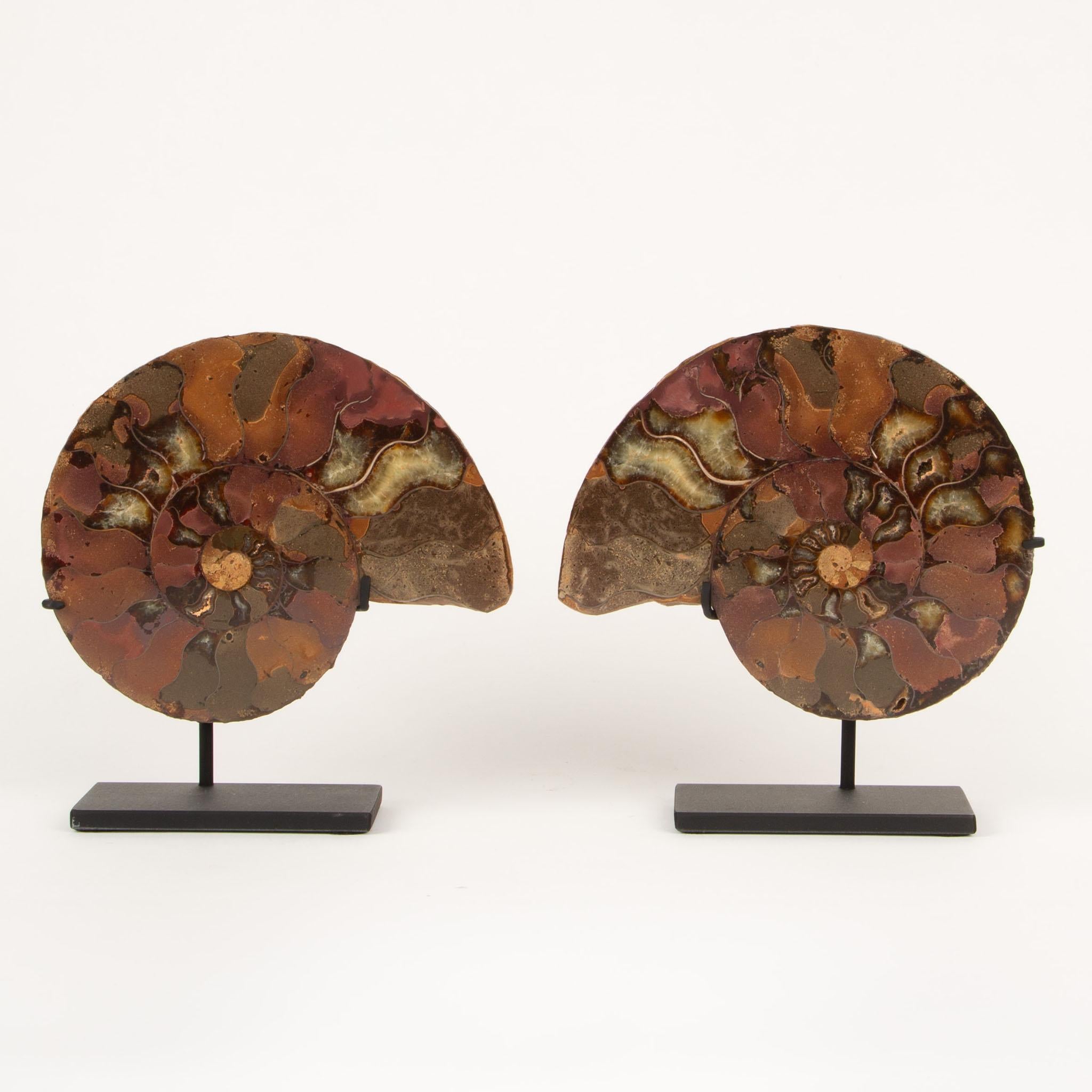 Espirales Antiguas: Pareja de ammonites fosilizados en expositor moderno 6 