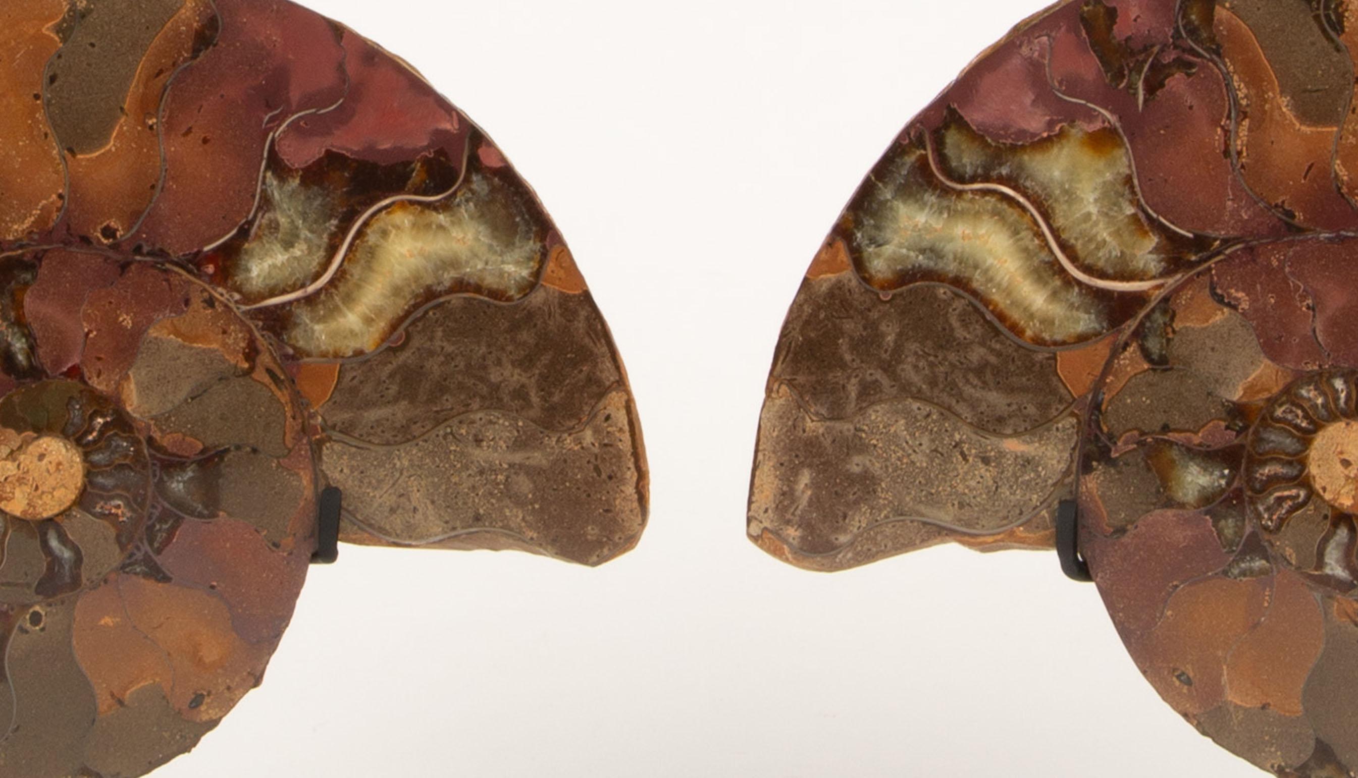 Espirales Antiguas: Pareja de ammonites fosilizados en expositor moderno 6 