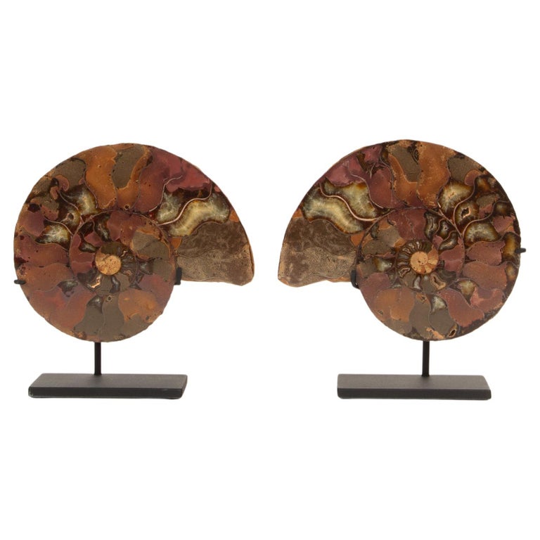 Ammonite Fossil on Modern Stand Ammonite Fossil on Modern Stand