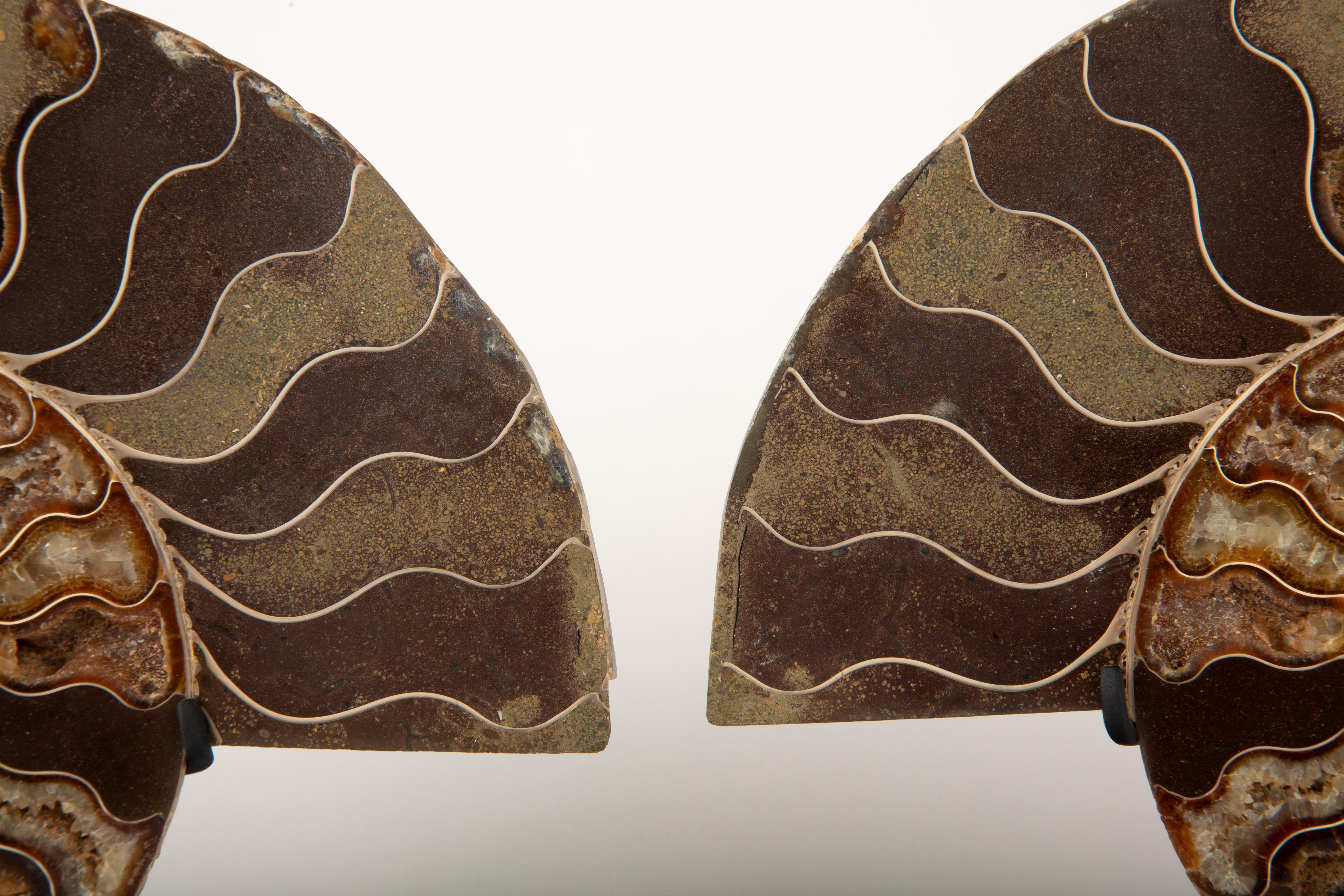 Pareja de Láminas de Ammonites Fosilizados sobre Bases Metálicas Personalizadas. Este impresionante par de láminas de amonita fosilizada muestra los intrincados e hipnotizantes patrones de estos antiguos moluscos marinos, bellamente conservados y