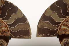 Ancient Spirals: Fossilized Ammonite Pair on Modern Display 7"H