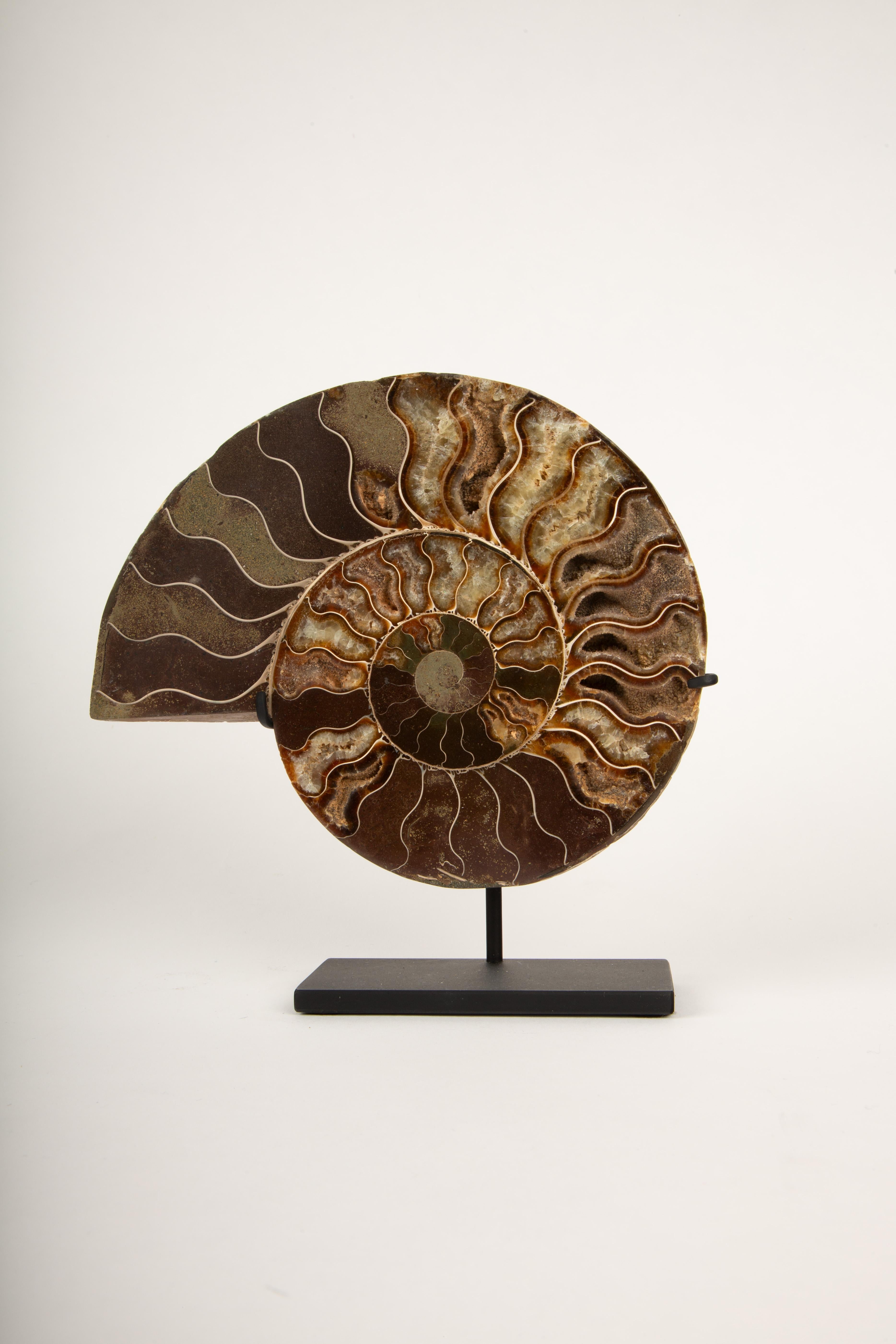 Espirales Antiguas: Pareja de ammonites fosilizados en expositor moderno 7 