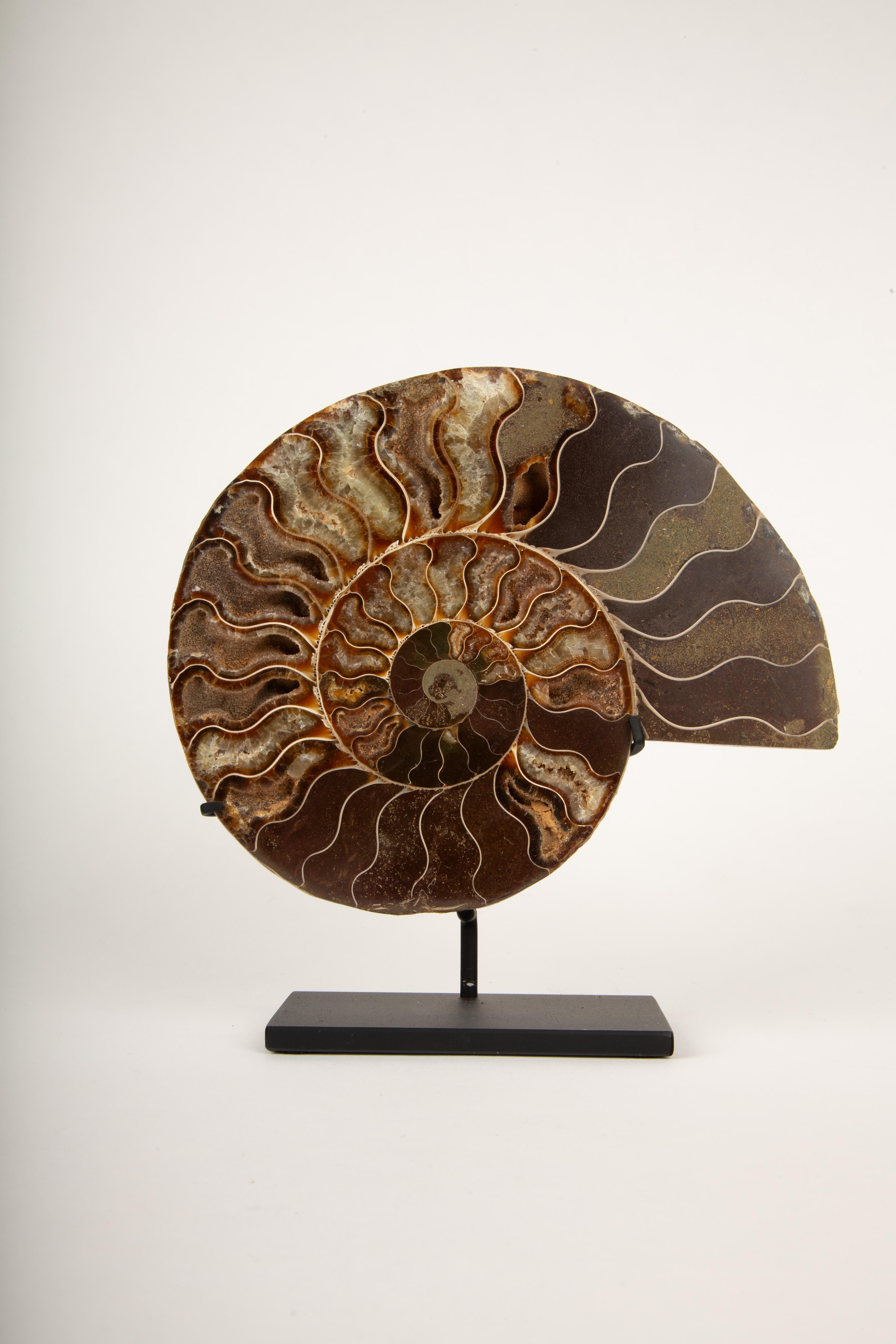 Espirales Antiguas: Pareja de ammonites fosilizados en expositor moderno 7 