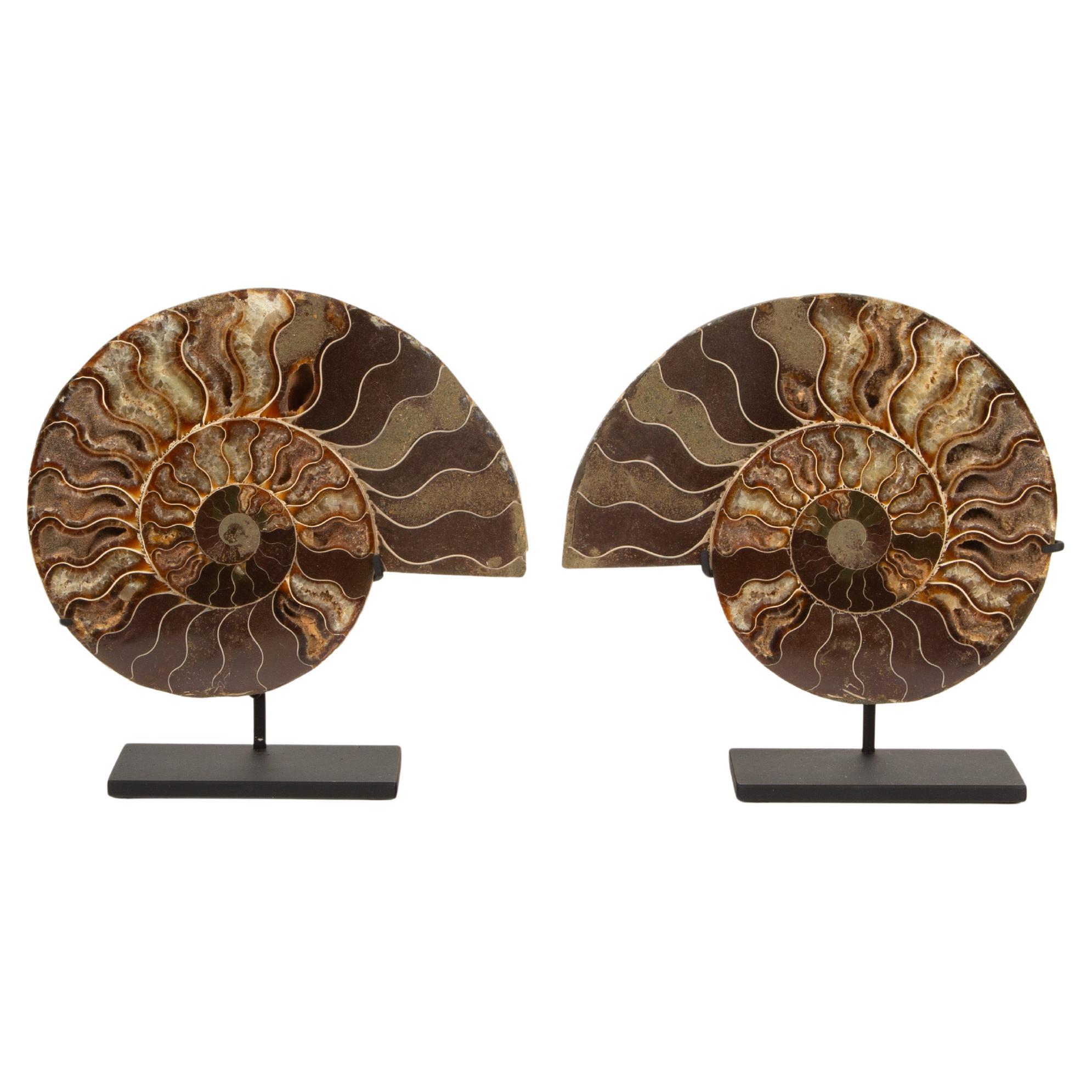 Espirales Antiguas: Pareja de ammonites fosilizados en expositor moderno 7 "H