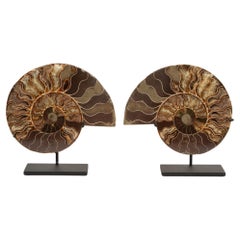 Espirales Antiguas: Pareja de ammonites fosilizados en expositor moderno 7 "H