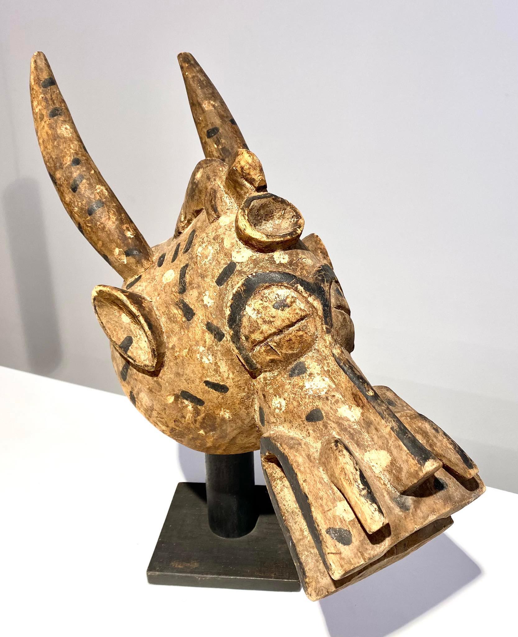 Antica maschera zoomorfa Senufo del tipo Kponyungo (società segreta Poro)
Tribù : Senufo
Paese di origine: Costa d'Avorio
Inizio del XX secolo
Lunghezza: 56 cm
Ottime/Perfette condizioni