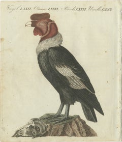Andean Condor (Male) - Majestic Vultur gryphus Illustration by Bertuch, 1805