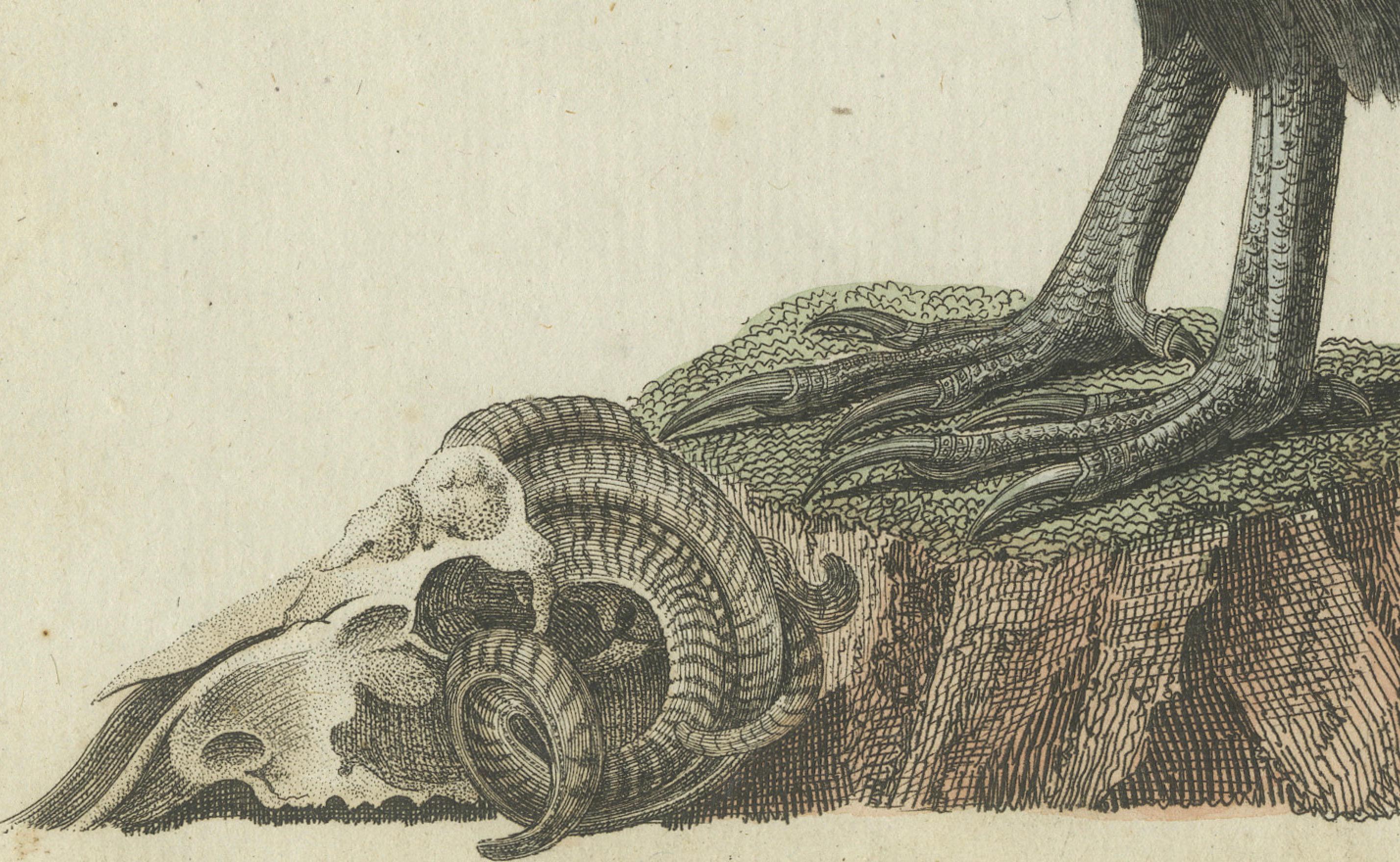 Engraved Andean Condor (Male) - Majestic Vultur gryphus Illustration by Bertuch, 1805 For Sale