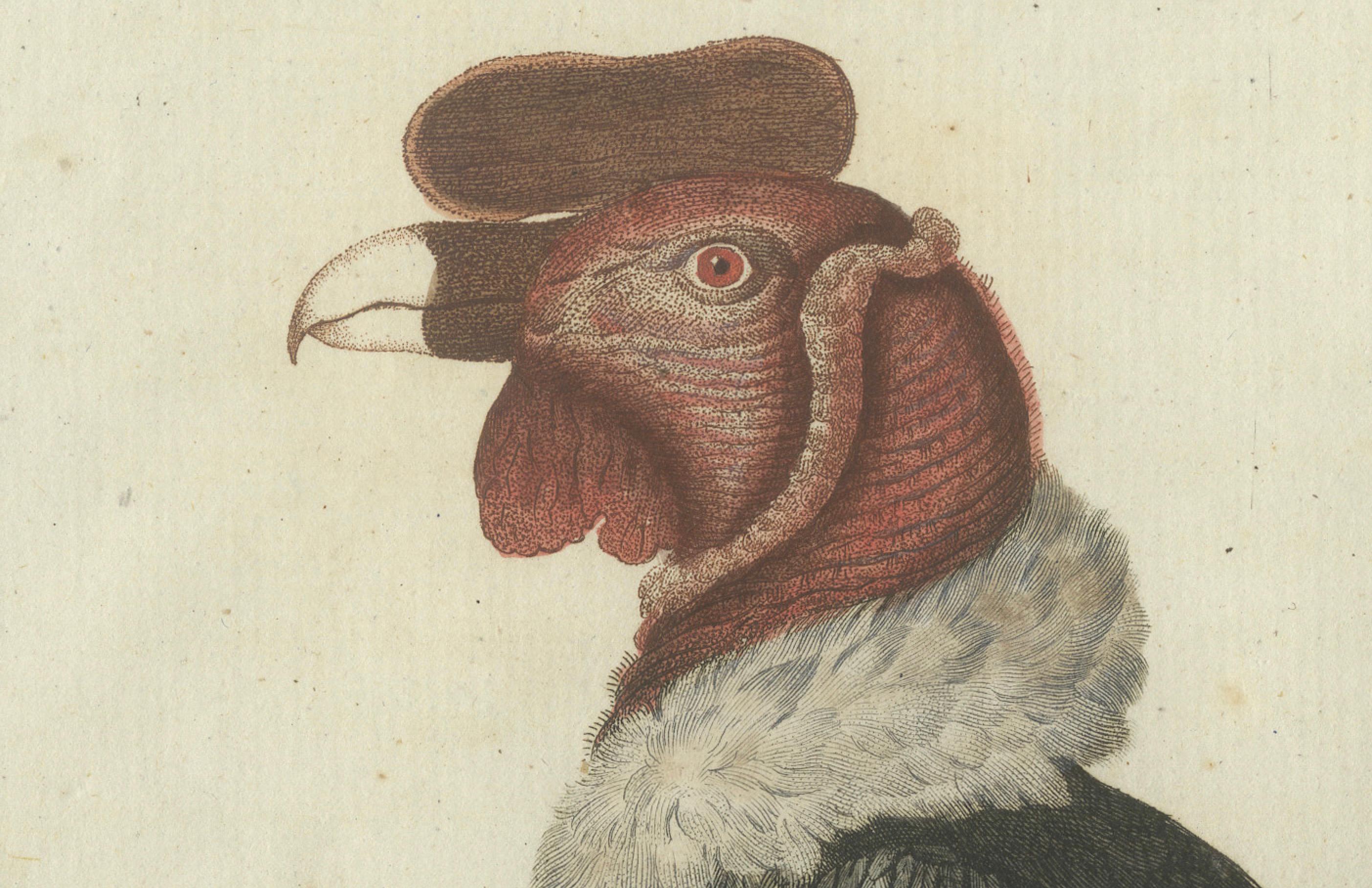 Andean Condor (Male) - Majestic Vultur gryphus Illustration by Bertuch, 1805 In Good Condition For Sale In Langweer, NL