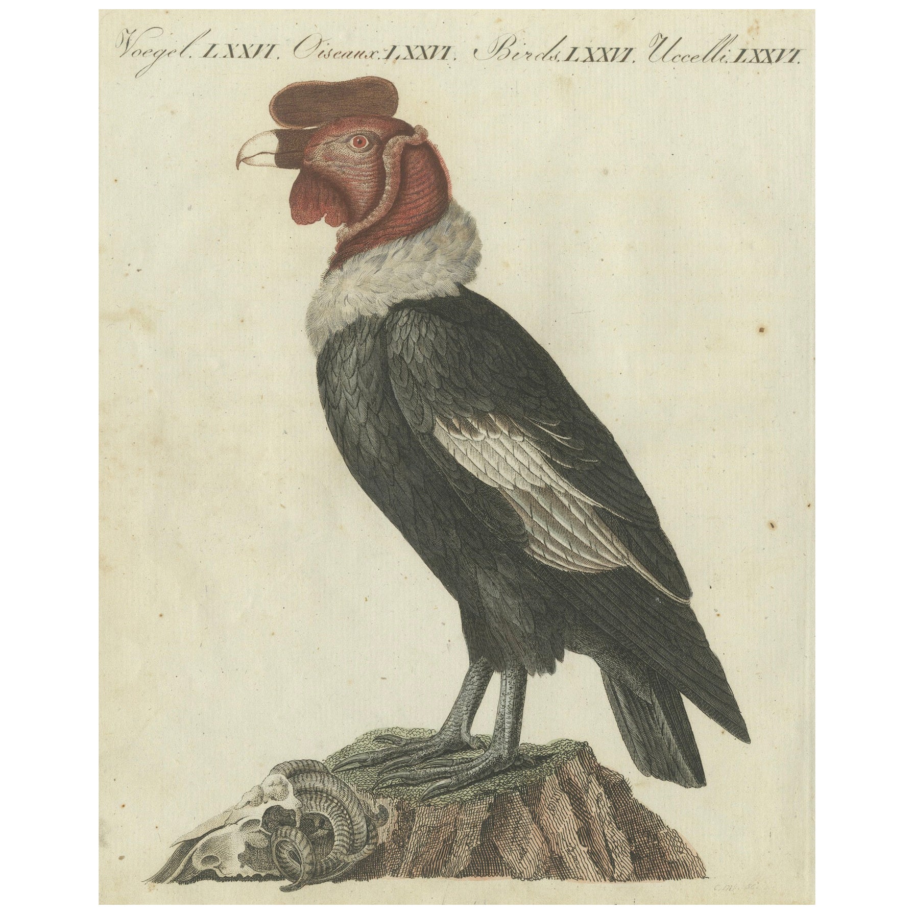 Cóndor andino (macho) - Vultur gryphus majestuoso Ilustración de Bertuch, 1805 en venta