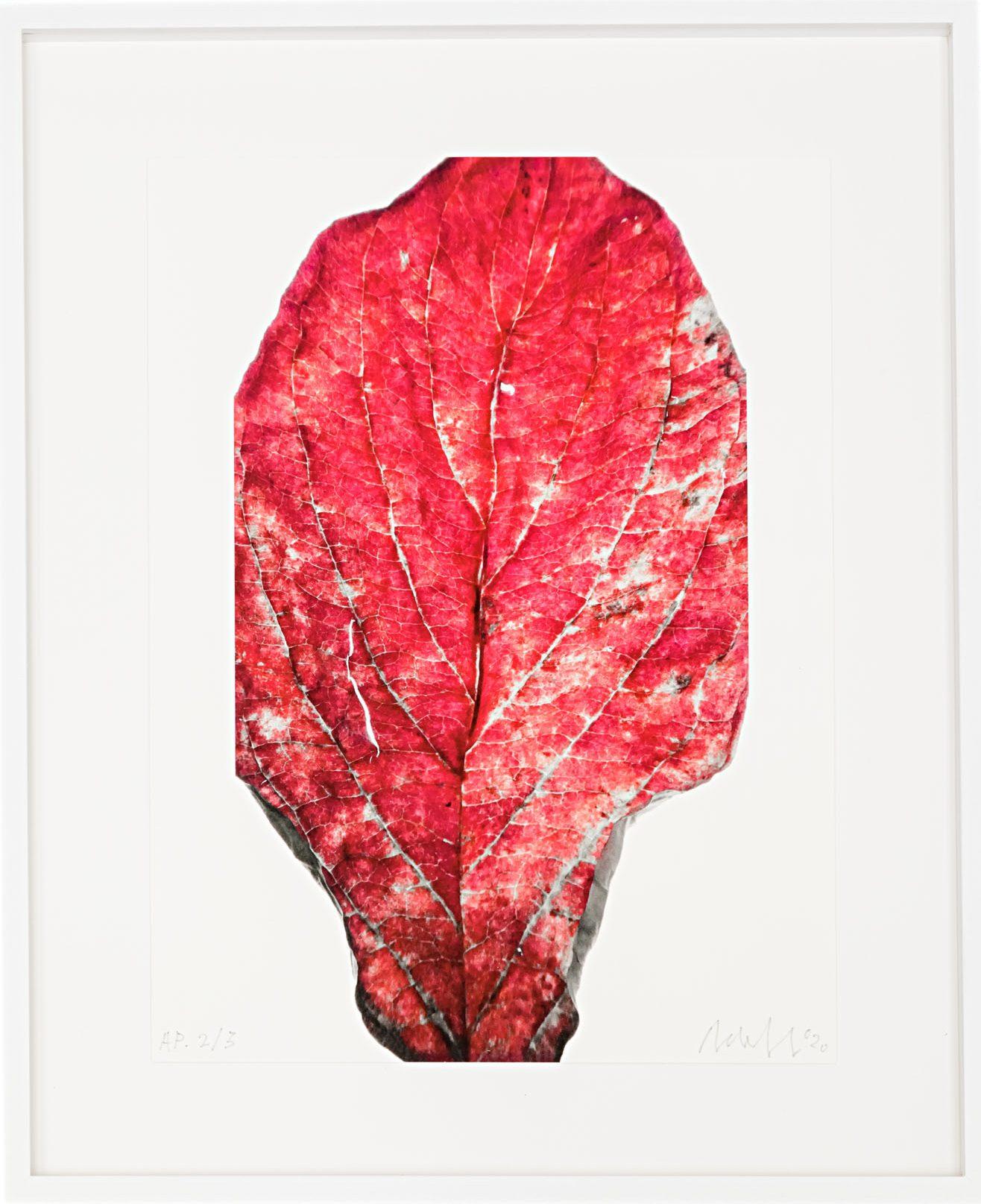 André de Jong Color Photograph – Enigma (2020)