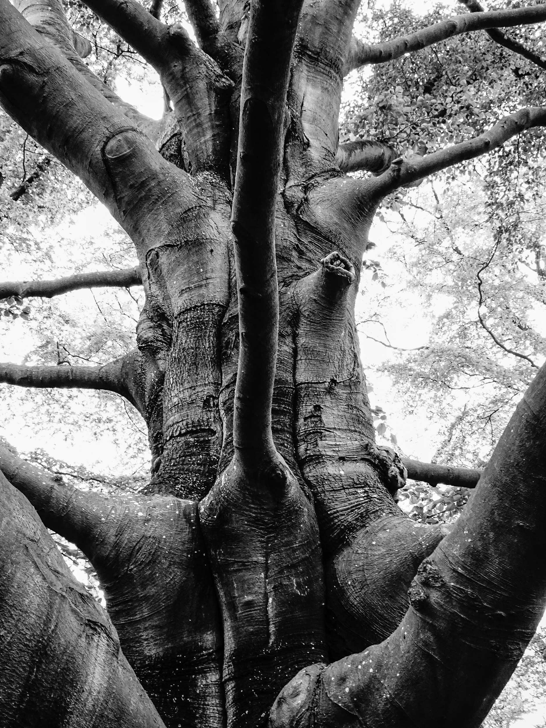André de Jong Black and White Photograph - Overtuin Oranjewoud, 2023/23