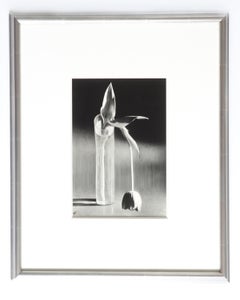 Andre Kertesz 'Melancholic Tulip', 1929