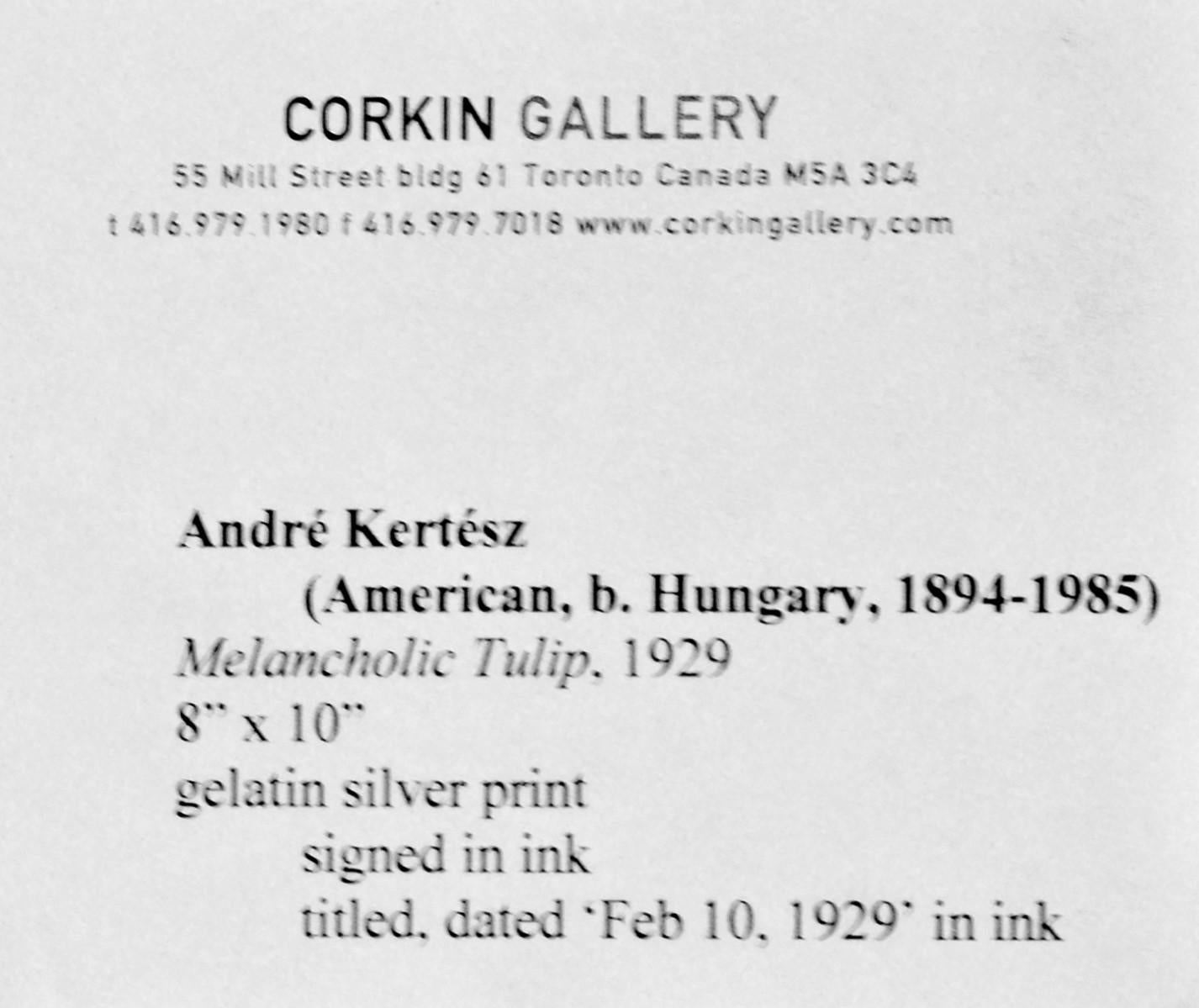 Hongrois Andre Kertesz « Tulipe mélancholique », 1929 en vente