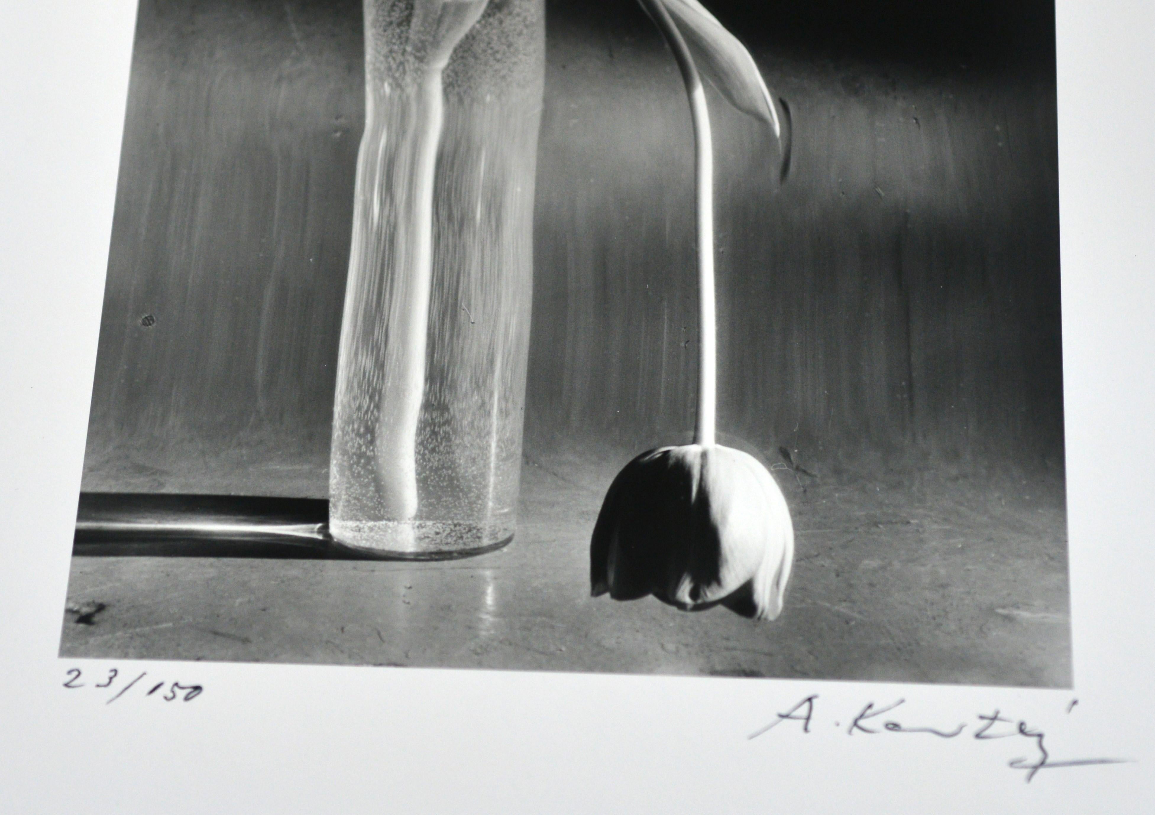 Andre Kertesz 'Melancholic Tulip', 1929 In Excellent Condition For Sale In Hamilton, Ontario