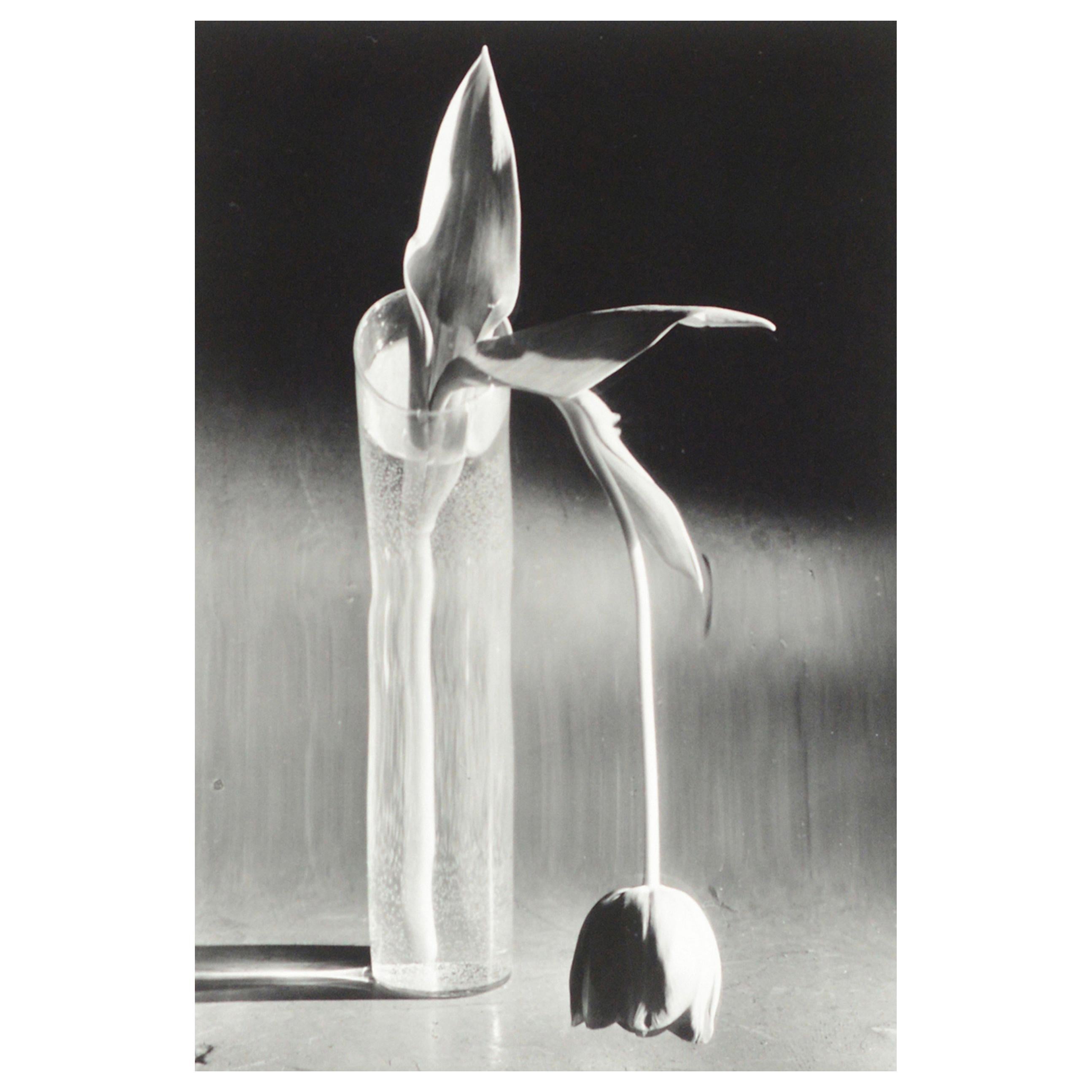 Andre Kertesz 'Melancholic Tulip', 1929 For Sale