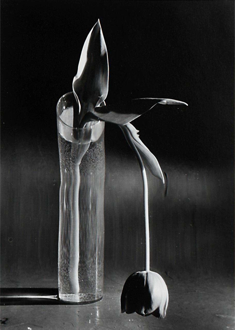 Andre Kertesz Black and White Photograph - Melancholic Tulip, 1939