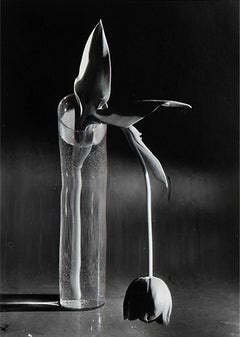 Melancholic Tulip, 1939