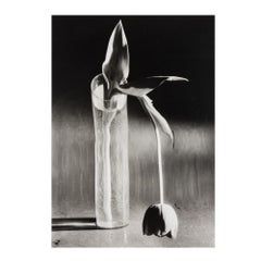 Melancholic Tulip, New York