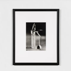Melancholic Tulip, New York