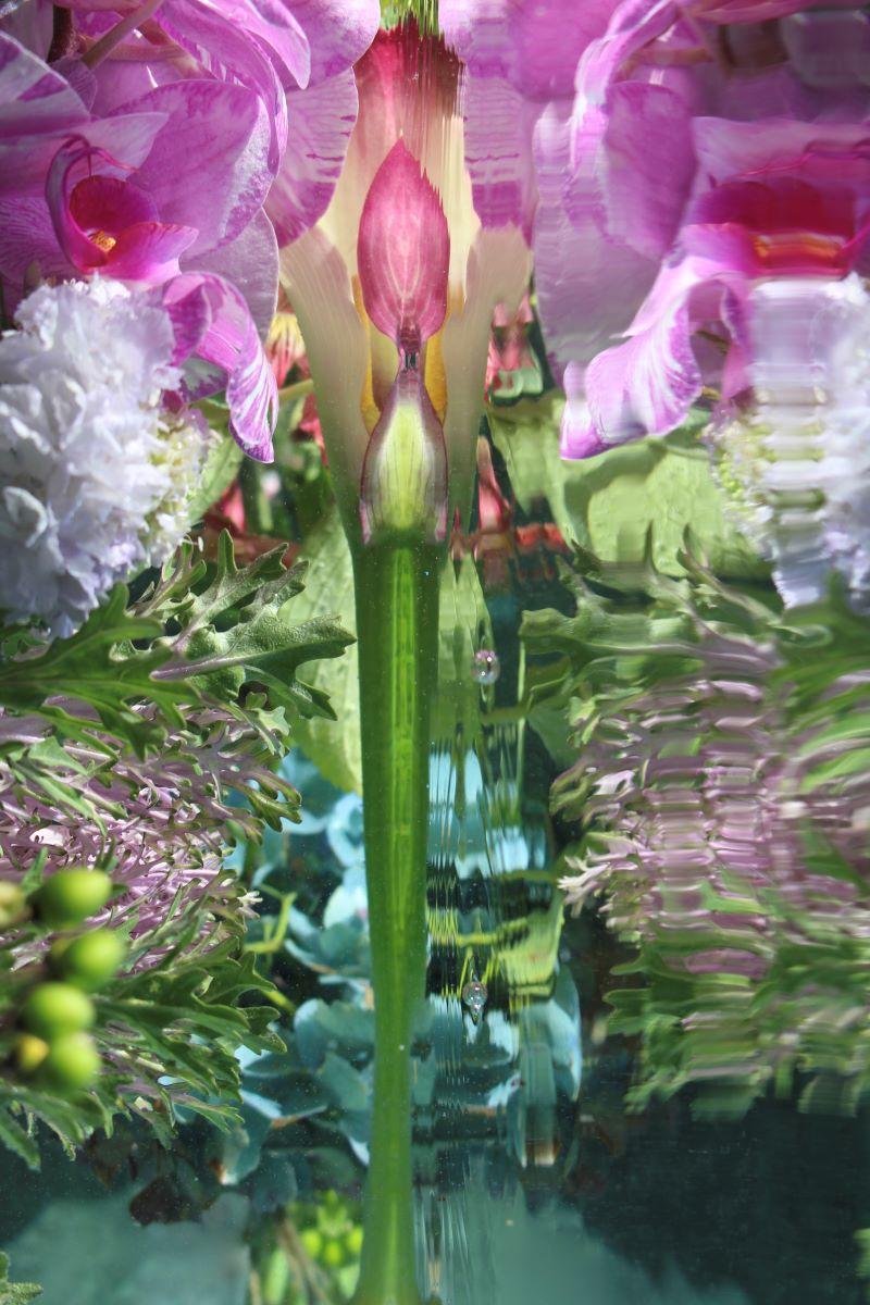 Andrea Bonfils - Submerged Garden 0006, photographie 2018, imprimée d
après