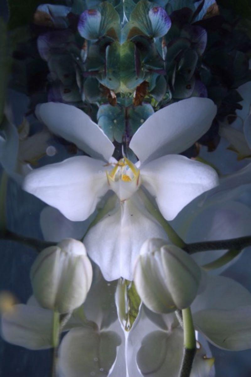 Andrea Bonfils - Submerged Garden 0024, photographie 2018, imprimée d
après
