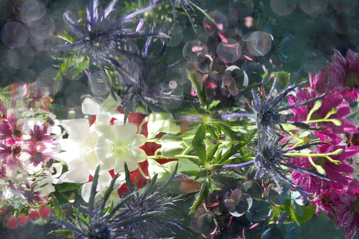 Andrea Bonfils - Submerged Garden 0262, photographie 2017, imprimée d'après