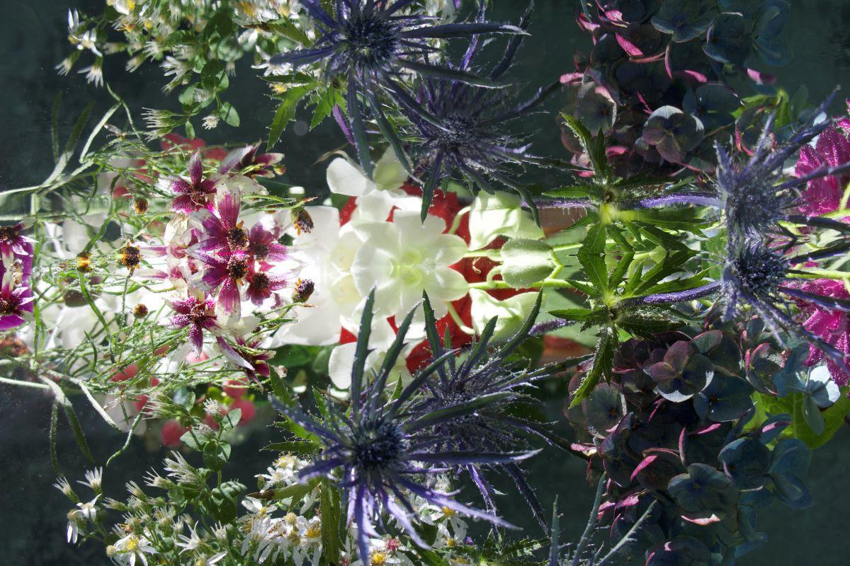 Série : Jardin submergé 
C.I.C. 
Edition limitée à 12 exemplaires

Tailles disponibles :
24" x 36"
30" x 45"
36" x 54"
40" x 60"
48" x 78"

Cette photographie sera imprimée une fois le paiement reçu et sera expédiée directement par l'imprimeur avec