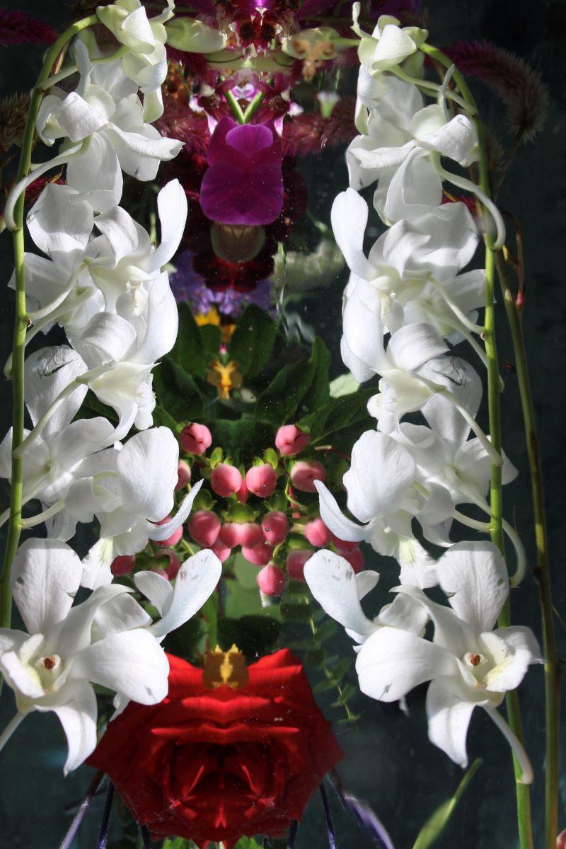 Série : Jardin submergé 
C.I.C. 
Edition limitée à 12 exemplaires

Tailles disponibles :
36" x 24"
45" x 30"
54" x 36"
60" x 40"
72" x 48"

Cette photographie sera imprimée une fois le paiement reçu et sera expédiée directement par l
imprimeur avec