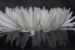 Andrea Bonfils - Jardín Sumergido 1501, Fotografía 2017, Impresión posterior