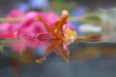 Andrea Bonfils - Jardín sumergido 1616, Fotografía 2016, Impresión posterior