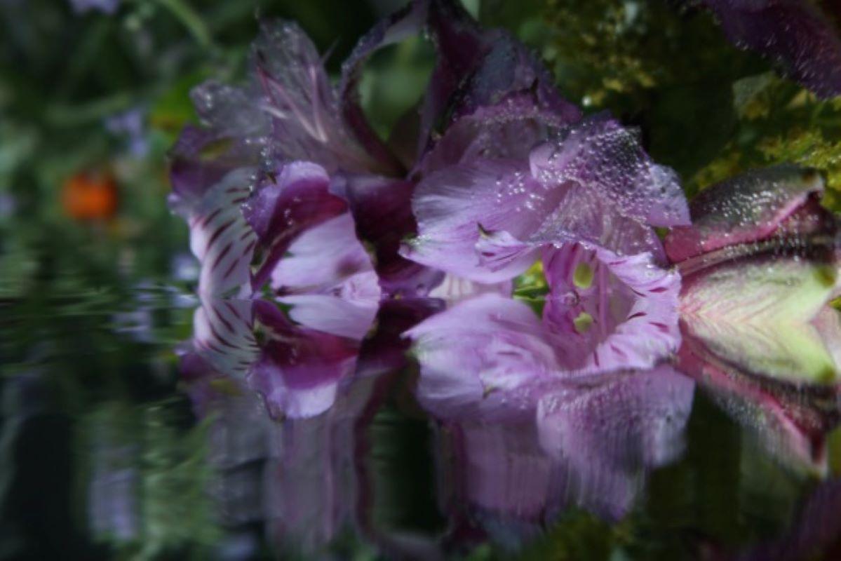 Andrea Bonfils - Submerged Garden 2508, photographie 2017, imprimée d
après
