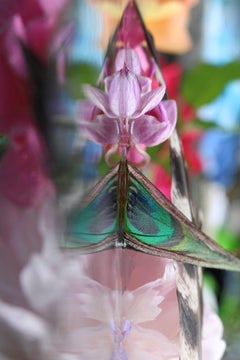 Andrea Bonfils - Submerged Garden 2511, Photography 2018, Printed After