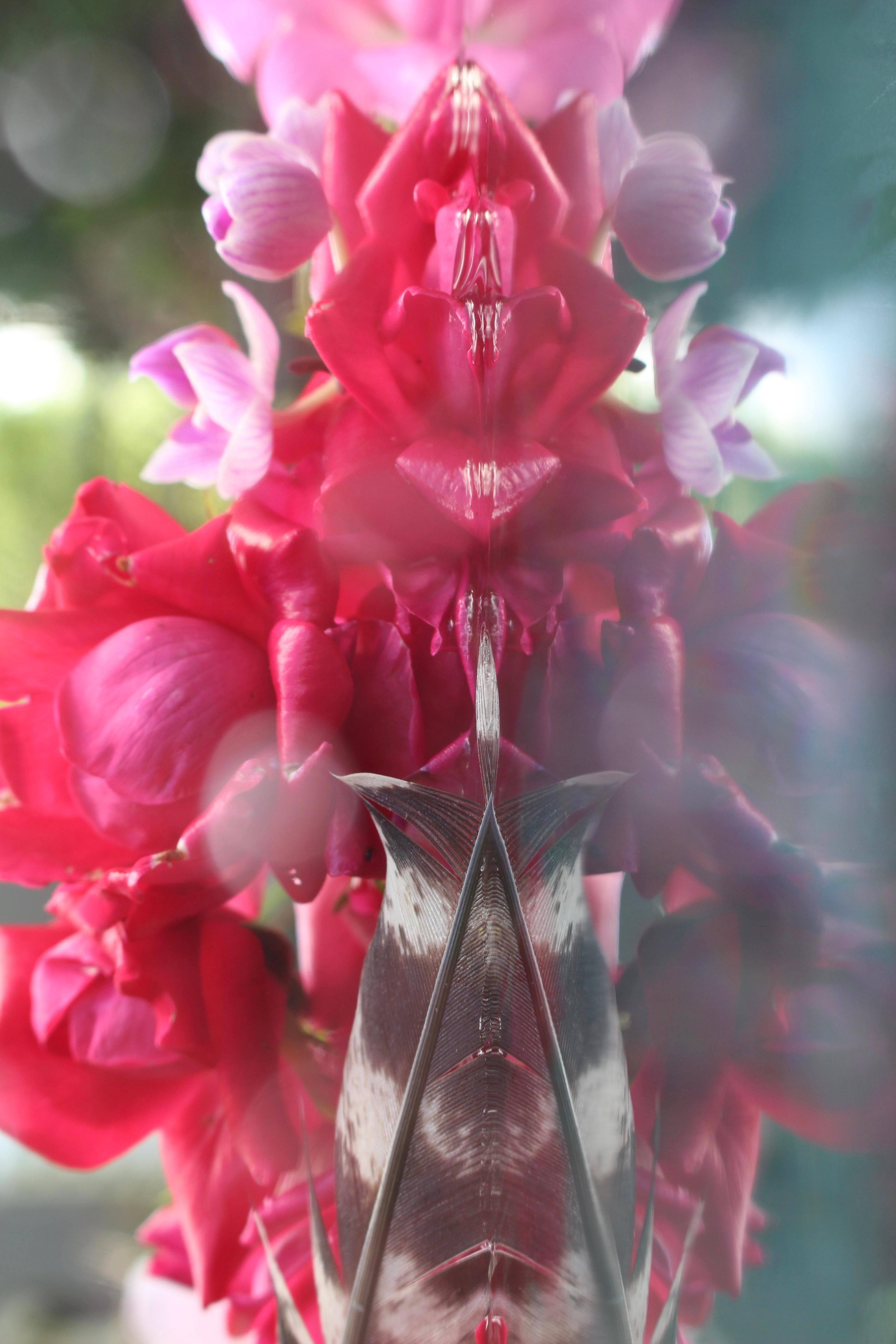 Andrea Bonfils - Submerged Garden 2866, photographie 2020, imprimée d'après