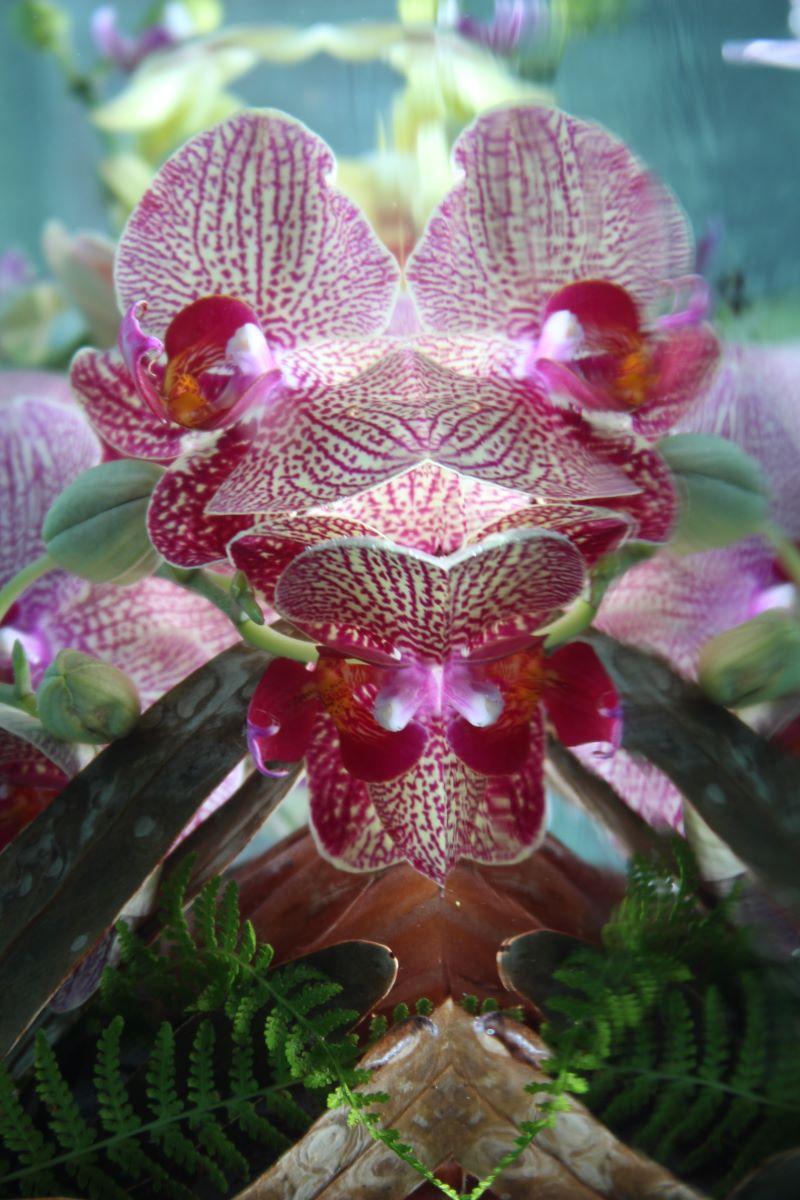 Andrea Bonfils - Submerged Garden 3149, Photography 2018, Printed After