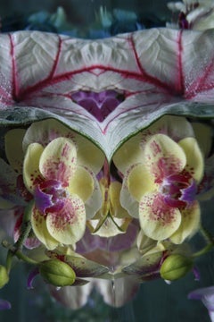 Andrea Bonfils - Submerged Garden 3161, photographie 2018, imprimée d'après