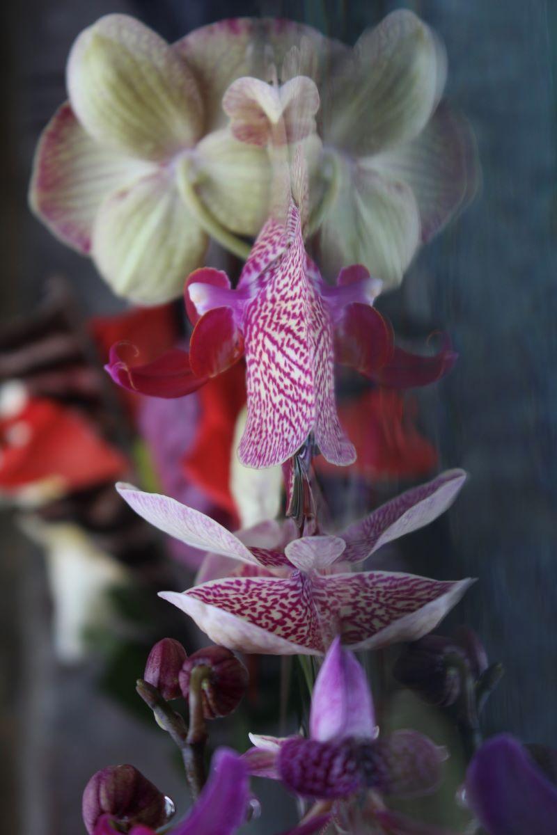 Andrea Bonfils - Submerged Garden 3479, photographie 2018, imprimée d'après