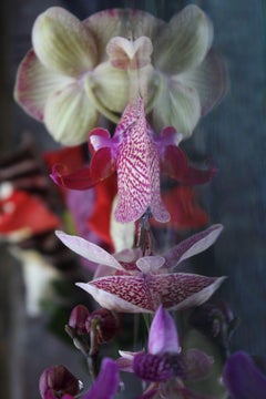 Andrea Bonfils - Jardín sumergido 3479, Fotografía 2018, Impresión posterior