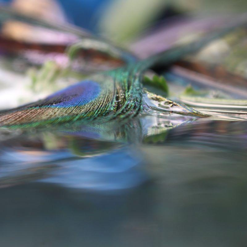 Série : Jardin submergé 
C.I.C. 
Edition limitée à 12 exemplaires

Tailles disponibles :
24" x 24"
30" x 30"
40" x 40"
48" x 48"
60" x 60"

Cette photographie sera imprimée une fois le paiement reçu et sera expédiée directement par l'imprimeur avec