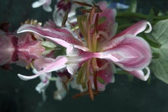 Andrea Bonfils - Submerged Garden 3973, photographie de 2016, imprimée d'après