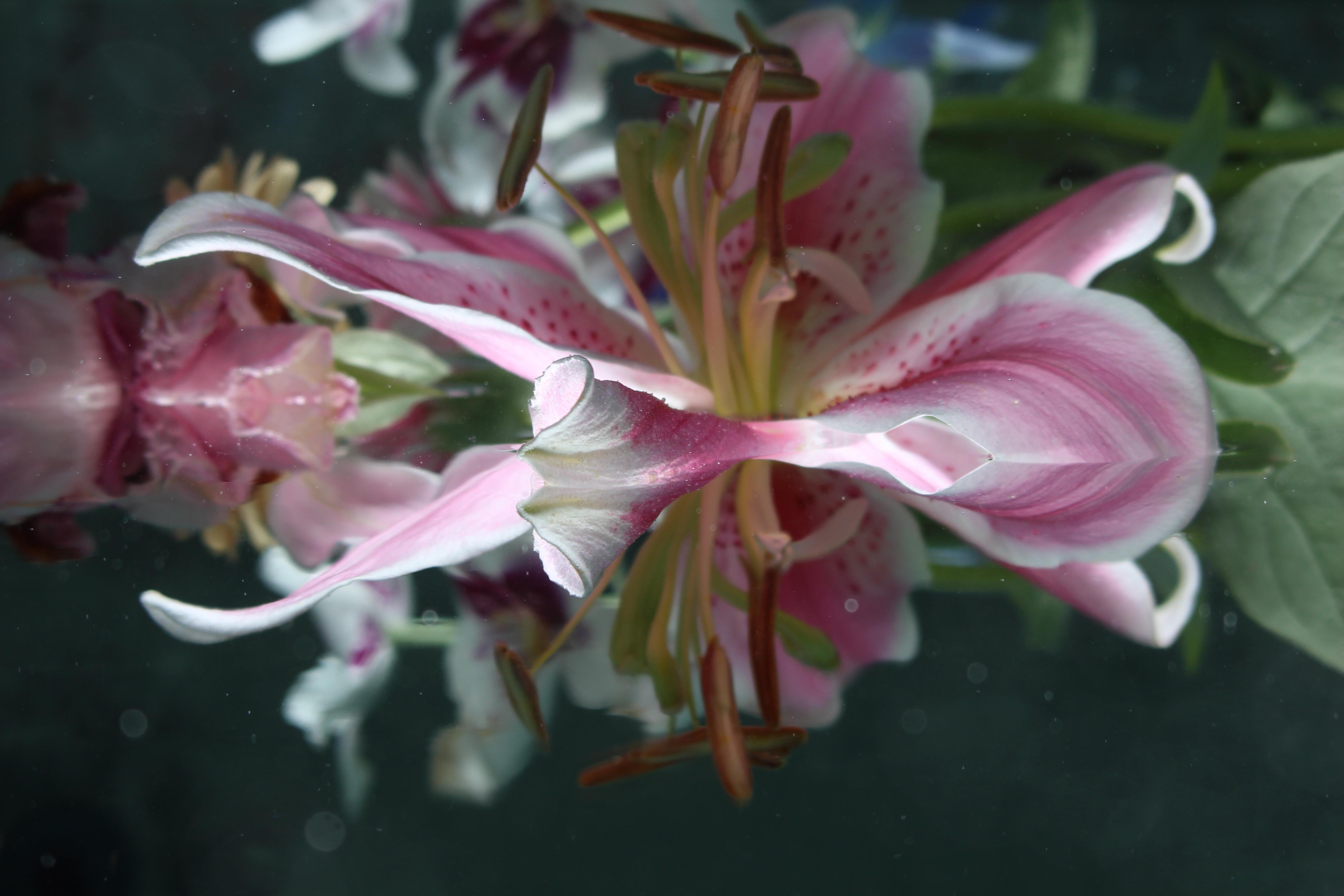 Andrea Bonfils - Submerged Garden 3973, photographie de 2016, imprimée d'après