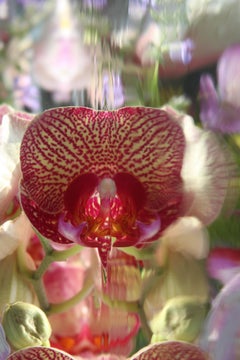 Andrea Bonfils - Jardín Sumergido 4438, Fotografía 2015, Impresión posterior