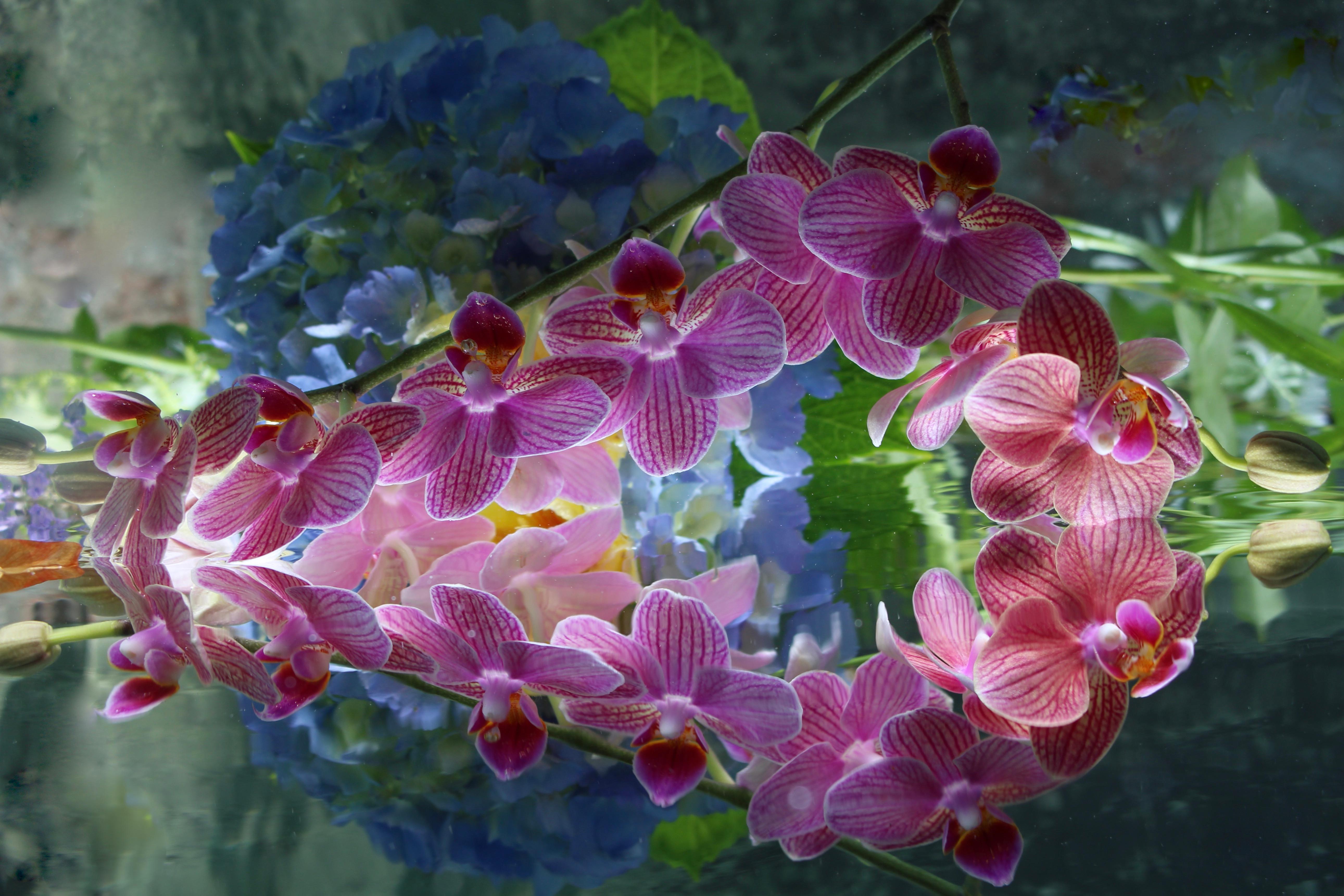 Andrea Bonfils - Submerged Garden 4784, photographie 2018, imprimée d
après