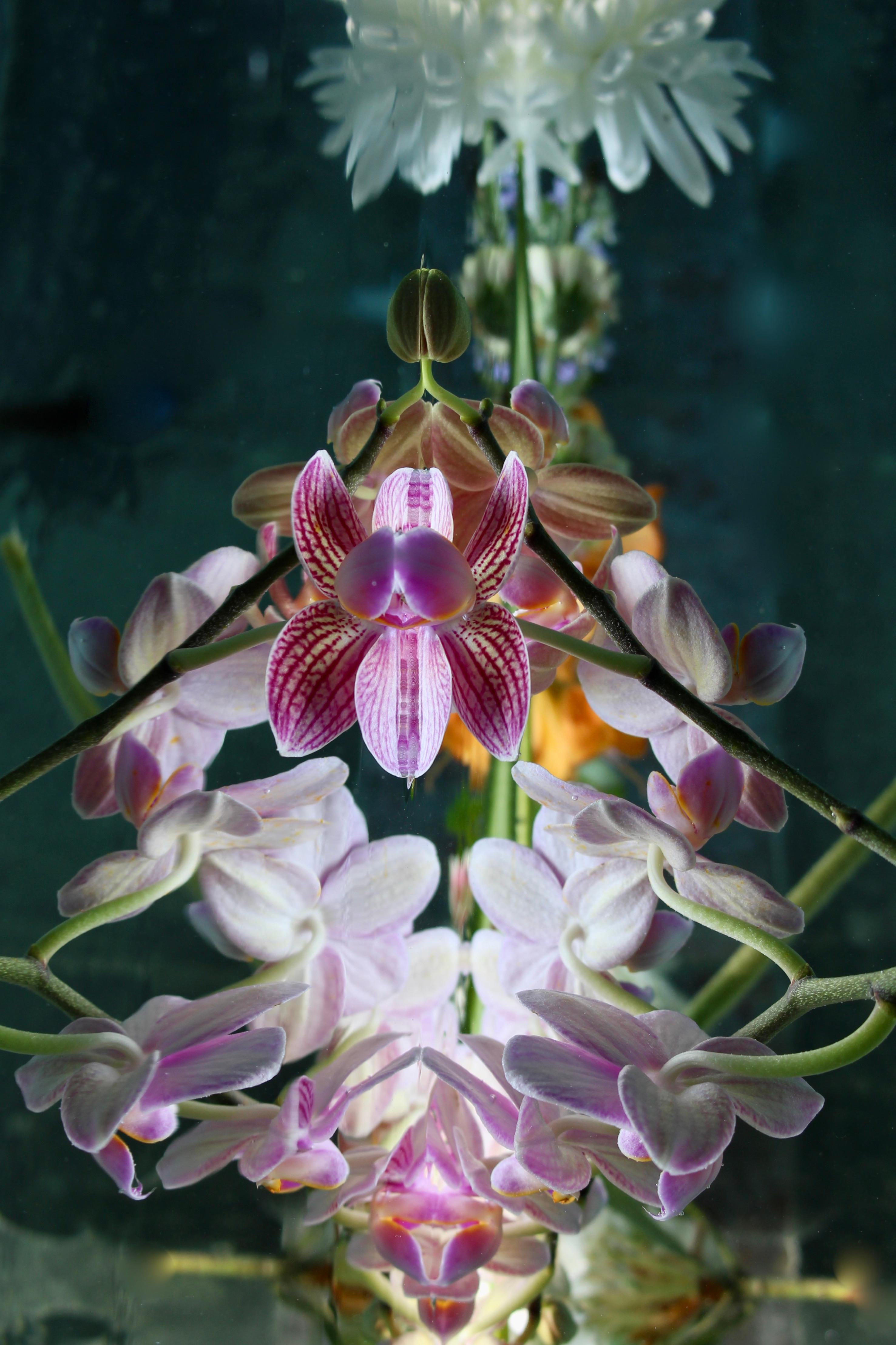 Andrea Bonfils - Submerged Garden 4800, photographie 2018, imprimée d'après