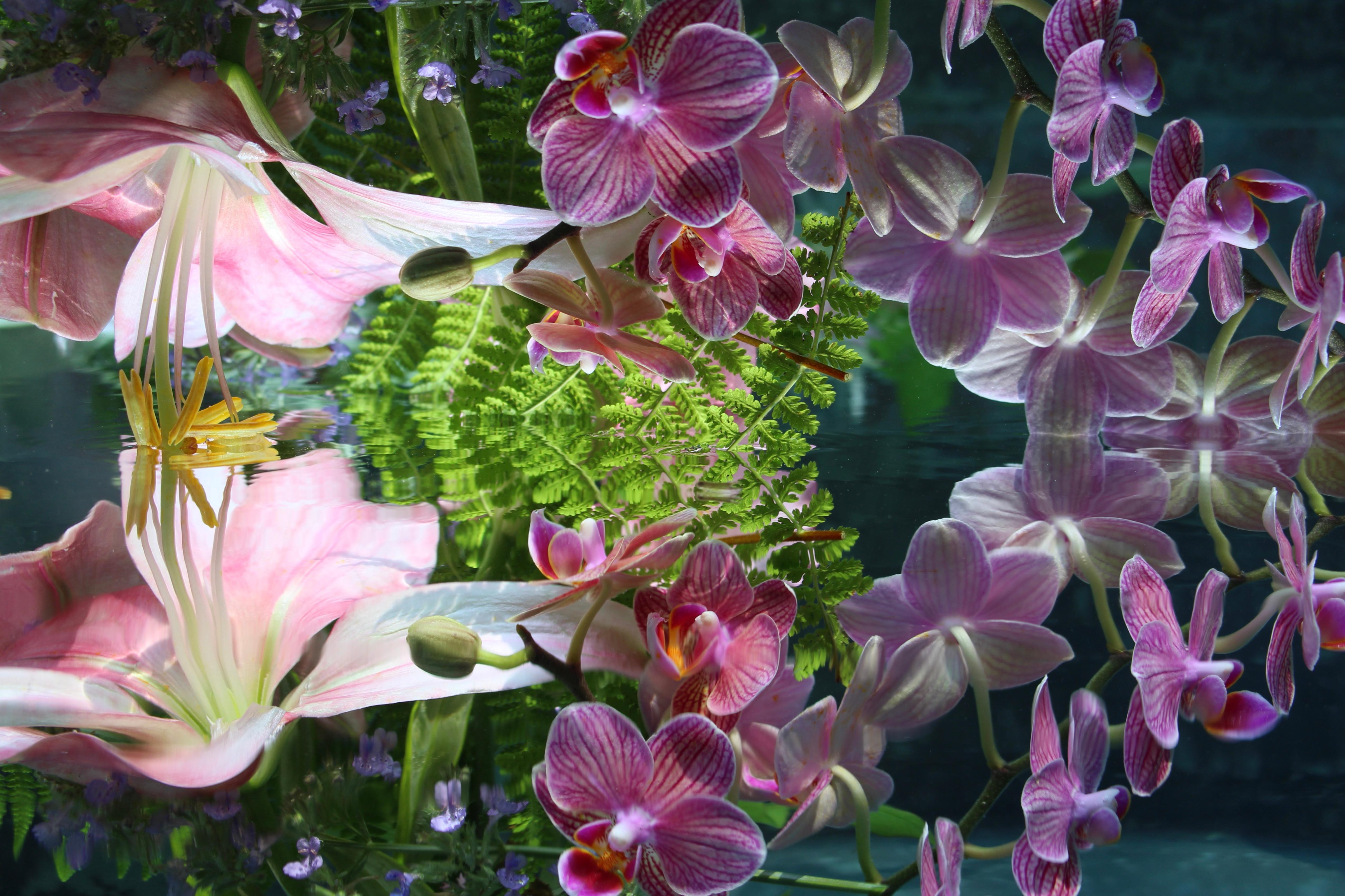 Serie: Giardino sommerso 
C Stampa 
Edizione limitata di 12 esemplari

Taglie disponibili:
24" x 36"
30" x 45"
36" x 54"
40" x 60"
48" x 72"

Questa fotografia verrà stampata una volta ricevuto il pagamento e verrà spedita direttamente dalla