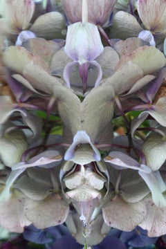 Andrea Bonfils - Submerged Garden 5134, Photography 2017, Printed After